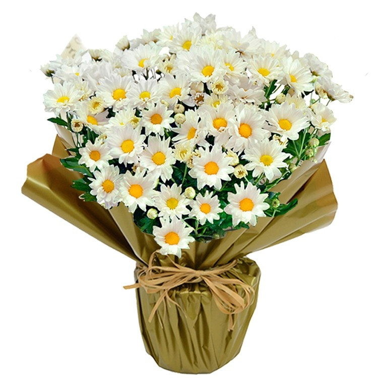 Linda Margaridinha Plantada