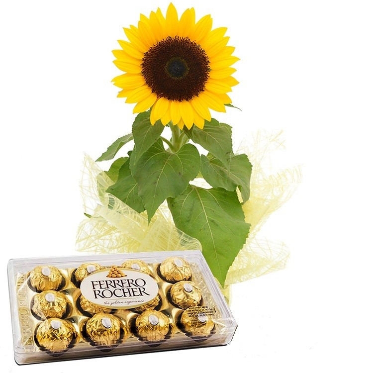Girassol Plantado e Ferrero Rocher