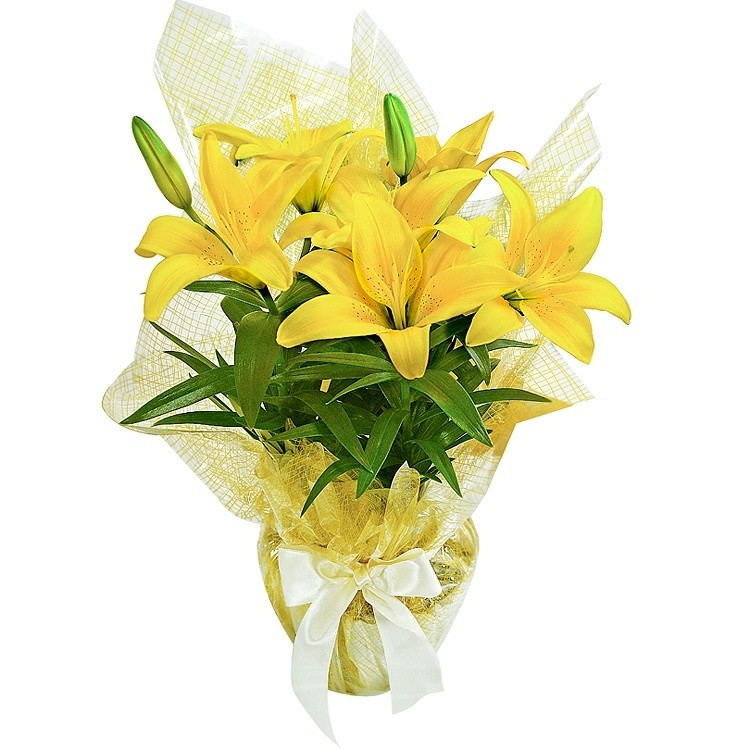 Lírio Amarelo Plantado