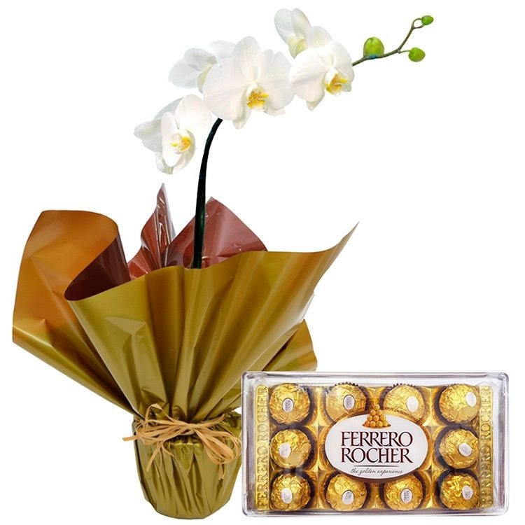 Orquídea Phalaenopsis Branca Plantada com Ferrero