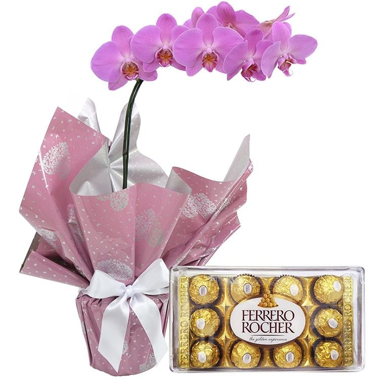 Orquídea Phalaenopsis Pink Plantada com Ferrero