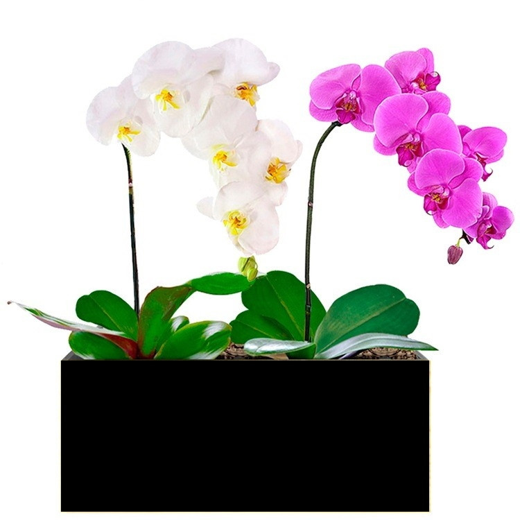 Dupla de Phalaenopsis Branca e Pink