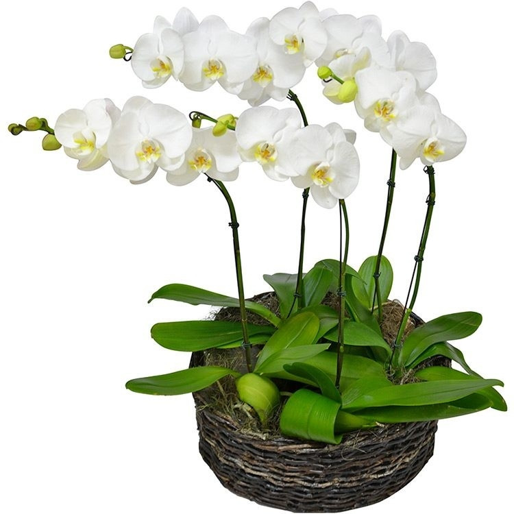 Jardim de Phalaenopsis Brancas