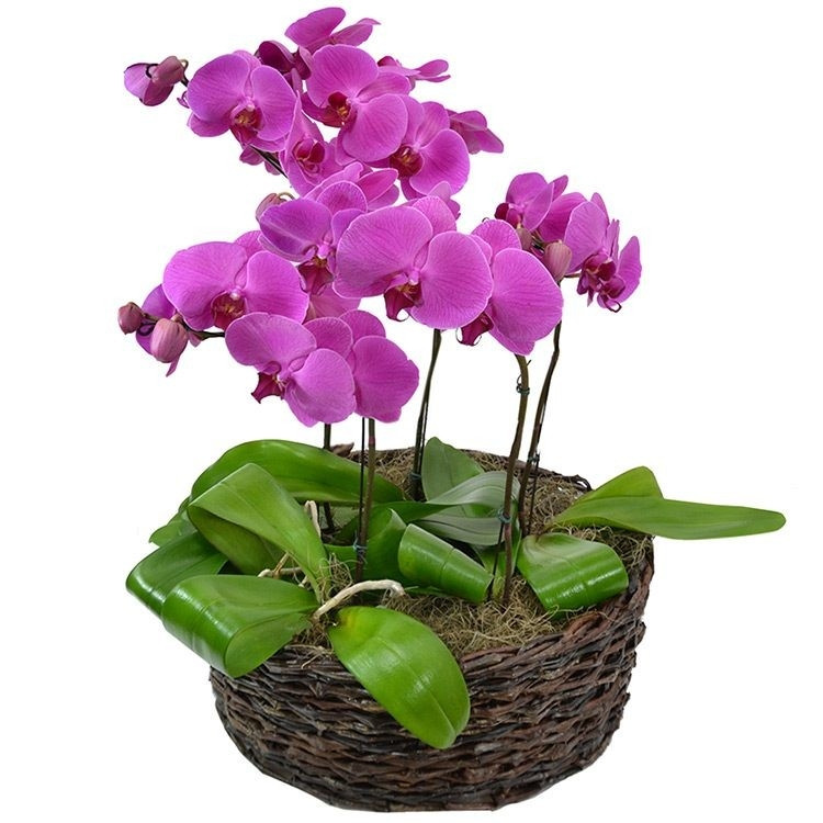 Jardim de Phalaenopsis Pink