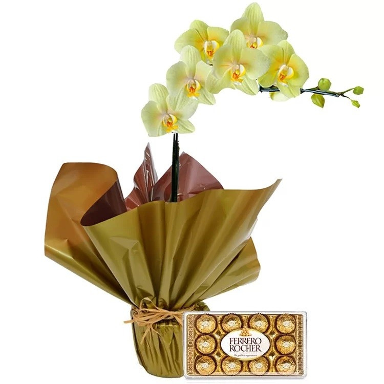 Orquídea Phalaenopsis Amarela Plantada com Ferrero