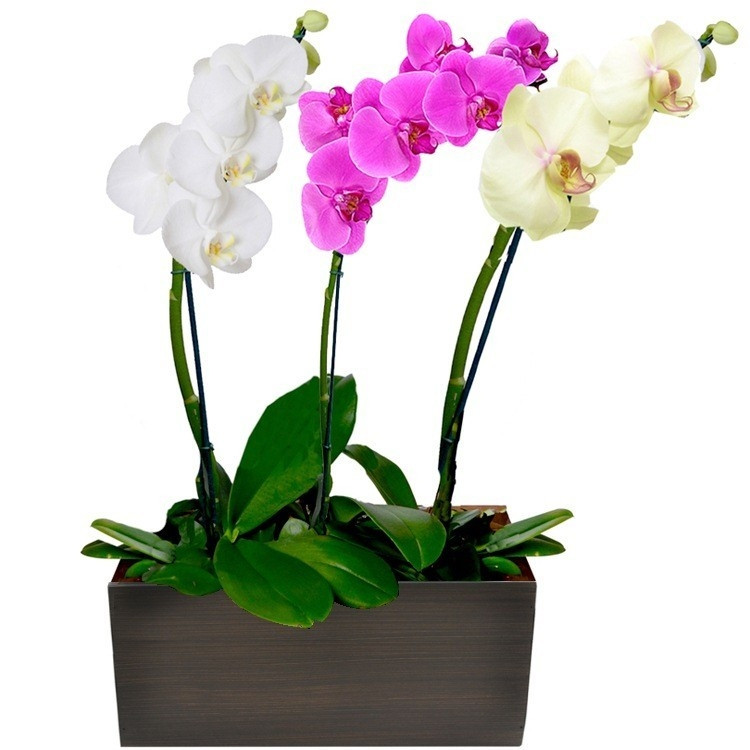 Trio de Phalaenopsis Coloridas