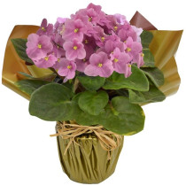 Violeta Rosa Para Presente