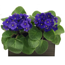 Dupla de Violetas Roxas