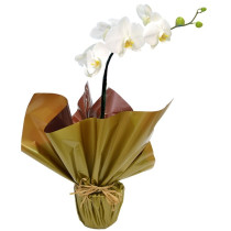Orquídea Phalaenopsis Branca Plantada