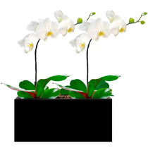 Dupla de Phalaenopsis Brancas