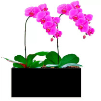 Dupla de Phalaenopsis Pink