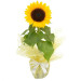 Lindo Girassol Plantado