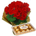 Begônia Vermelha e Ferrero Rocher