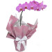 Orquídea Phalaenopsis Pink Plantada