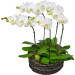 Jardim de Phalaenopsis Brancas