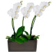 Trio de Phalaenopsis Brancas