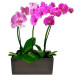 Trio de Phalaenopsis Pink