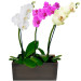 Trio de Phalaenopsis Coloridas